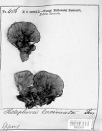 Thelephora caryophyllea image